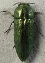 Agaeocera gentilis - photo 5