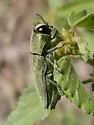 Agaeocera scintillans - photo 3
