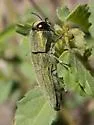 Agaeocera scintillans - photo 4