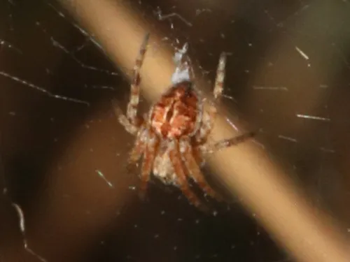 Agalenatea redii
