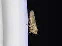 Agallia albidula - photo 5