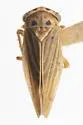 Agallia bidactylata - photo 2