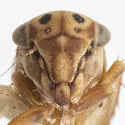 Agallia bidactylata - photo 3