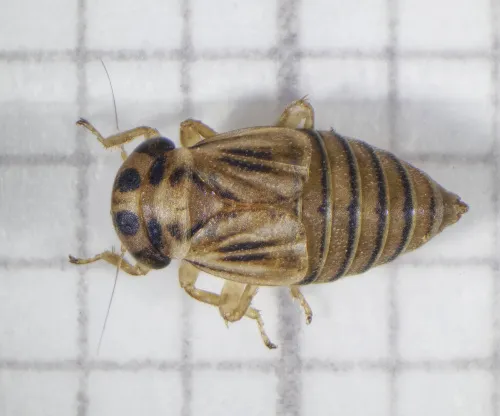 Agallia brachyptera