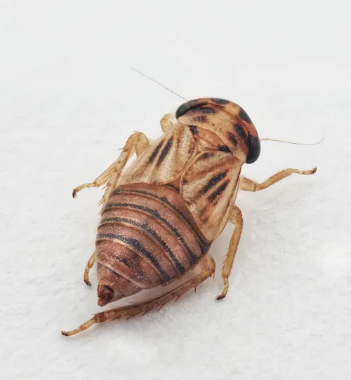 Agallia brachyptera - photo 2