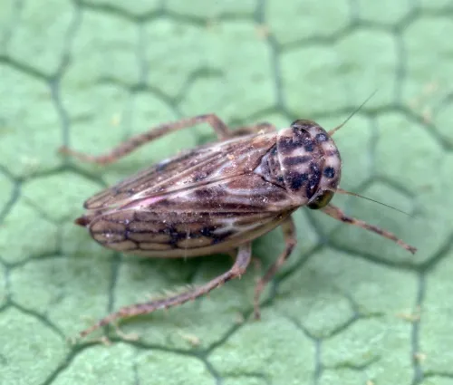 Agallia consobrina