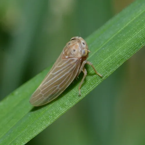 Constricted Leafhopper - photo 2
