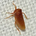Agallia deleta