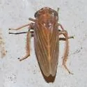 Agallia nielsoni - Agallia nielsoni