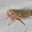 Agallia nielsoni - photo 2
