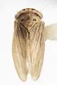 Agallia pumila - photo 2