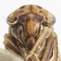 Agallia pumila - photo 3