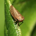 Four-spotted Clover Leafhopper - photo 2