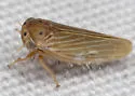 Four-spotted Clover Leafhopper - photo 3
