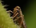 Four-spotted Clover Leafhopper - photo 4