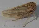 Four-spotted Clover Leafhopper - photo 5