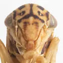 Agalliopsis exilis - photo 3