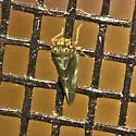 Agalliopsis novella - photo 3