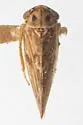 Agalliopsis oculata - photo 2