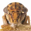 Agalliopsis oculata - photo 3
