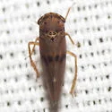 Agalliopsis peneoculata - photo 2