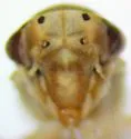 Agalliopsis stella - photo 3