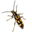 Agallissus lepturoides