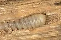 Agallissus lepturoides - photo 2