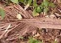 Agallissus lepturoides - photo 3
