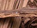 Agallissus lepturoides - photo 4