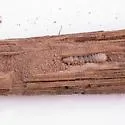 Agallissus lepturoides - photo 5