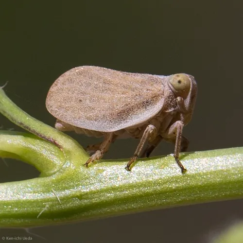 Agalmatium bilobum - photo 2
