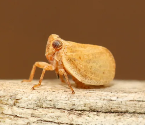 Agalmatium flavescens