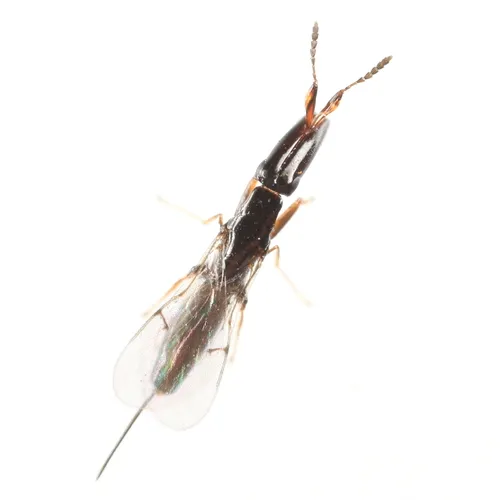 Fig wasps - photo 2