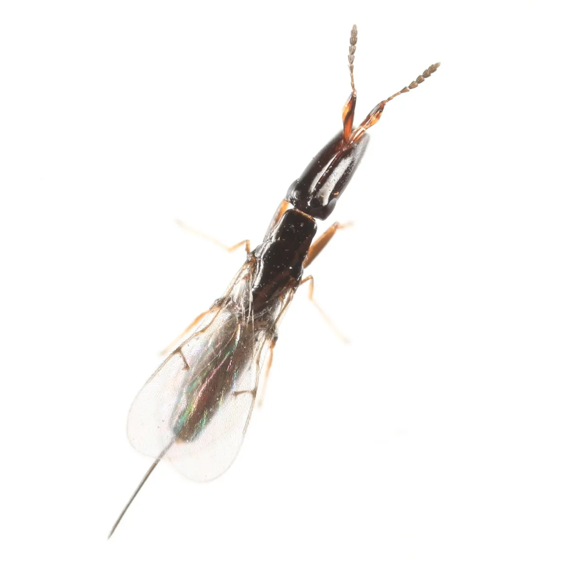 Fig wasps - photo 3
