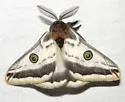 Greasewood Silkmoth - Hodges#7754.1