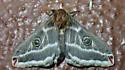 Greasewood Silkmoth - Hodges#7754.1 - photo 2