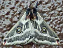 Greasewood Silkmoth - Hodges#7754.1 - photo 3