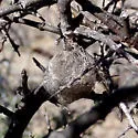 Greasewood Silkmoth - Hodges#7754.1 - photo 4