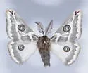 Greasewood Silkmoth - Hodges#7754.1 - photo 5