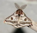 Agapema dyari - Hodges#7754.2