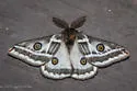 Agapema dyari - Hodges#7754.2 - photo 3