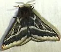 Agapema dyari - Hodges#7754.2 - photo 4