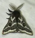 Agapema dyari - Hodges#7754.2 - photo 5