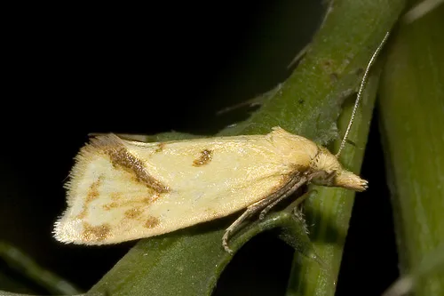 Agapeta hamana
