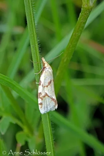 Agapeta hamana - photo 4