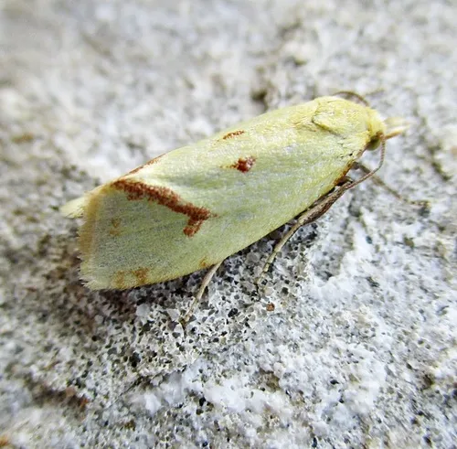 Agapeta hamana - photo 5