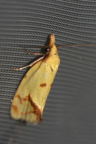 Agapeta hamana - photo 6