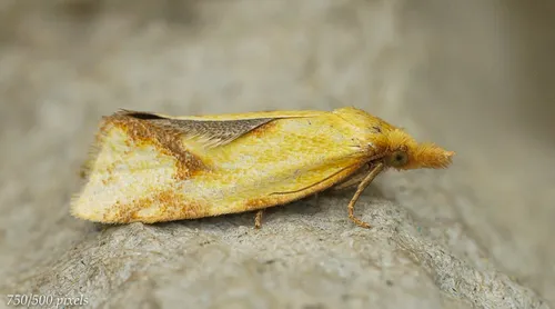 Agapeta hamana - photo 7