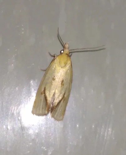 Agapeta hamana - photo 8